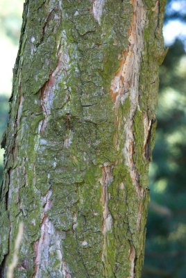Pinus nigra - borovice černá - borka